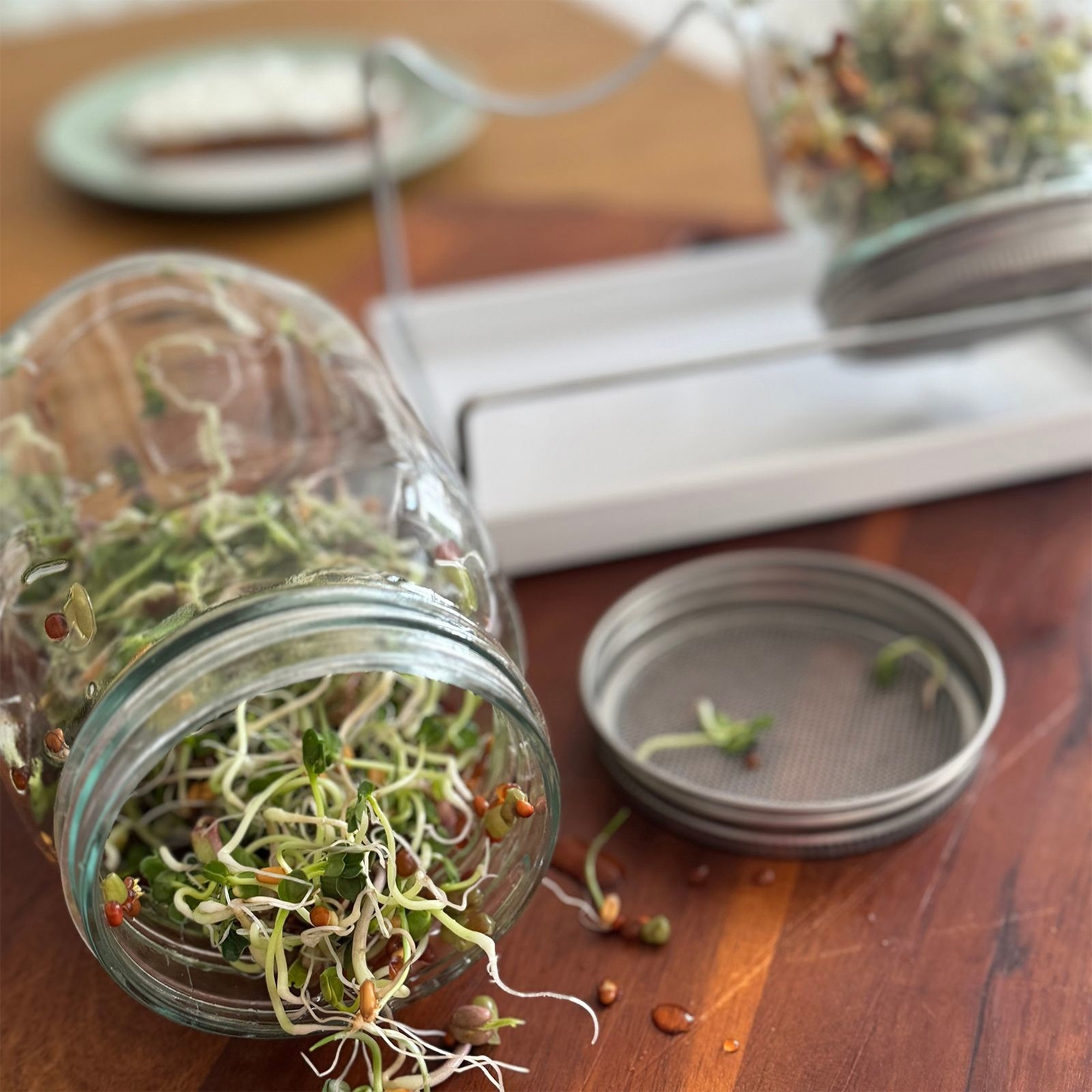 Westmark - Sprouting jar kit, 2 glasses, 950 ml