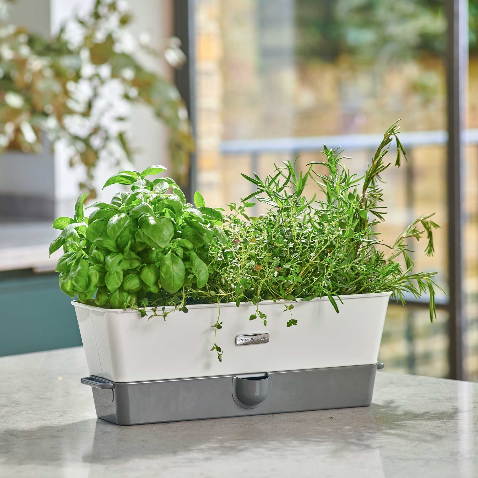 COLE & MASON - Burwell Herb Pot | 3 Plants