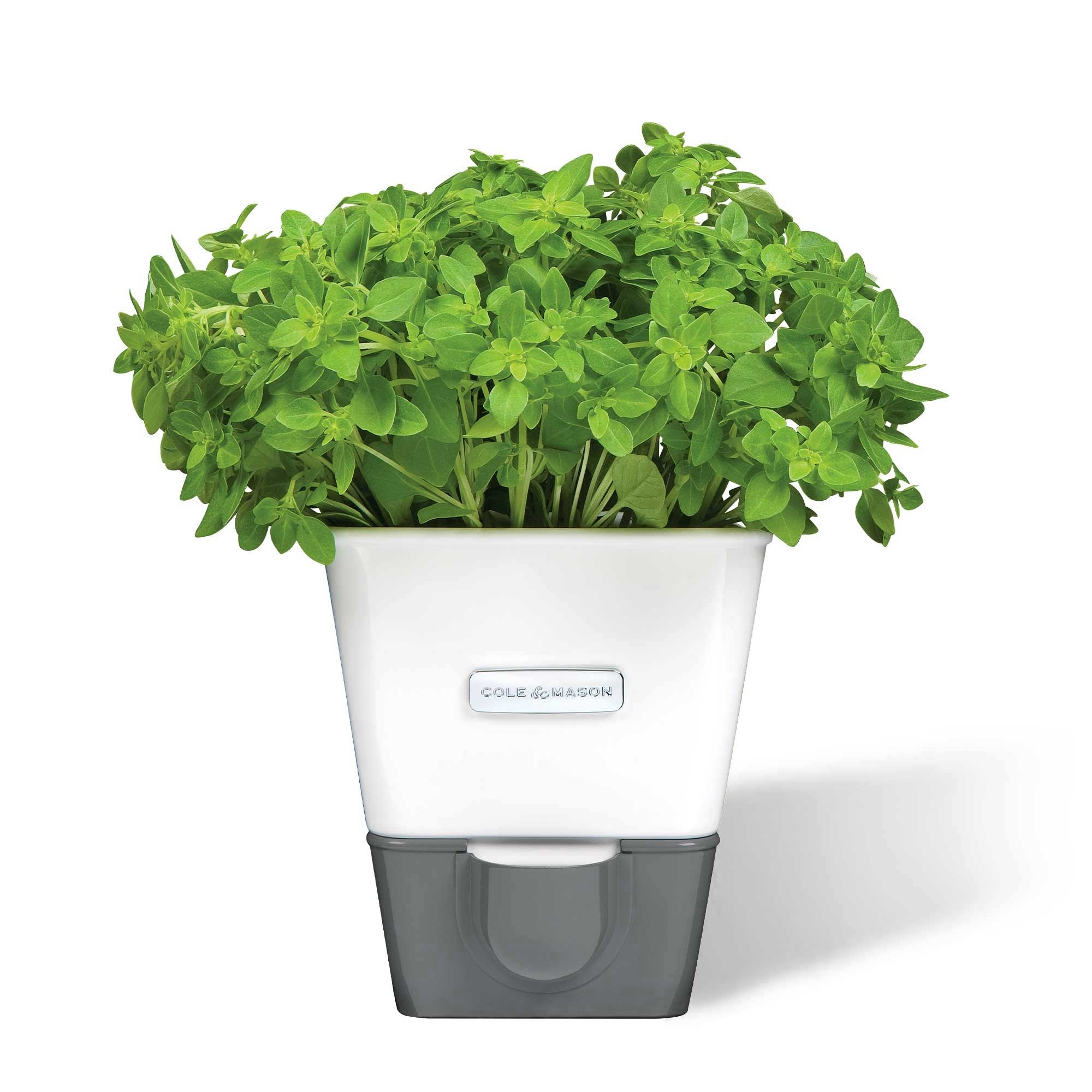 COLE & MASON - Burwell Herb Pot | 1 Plant