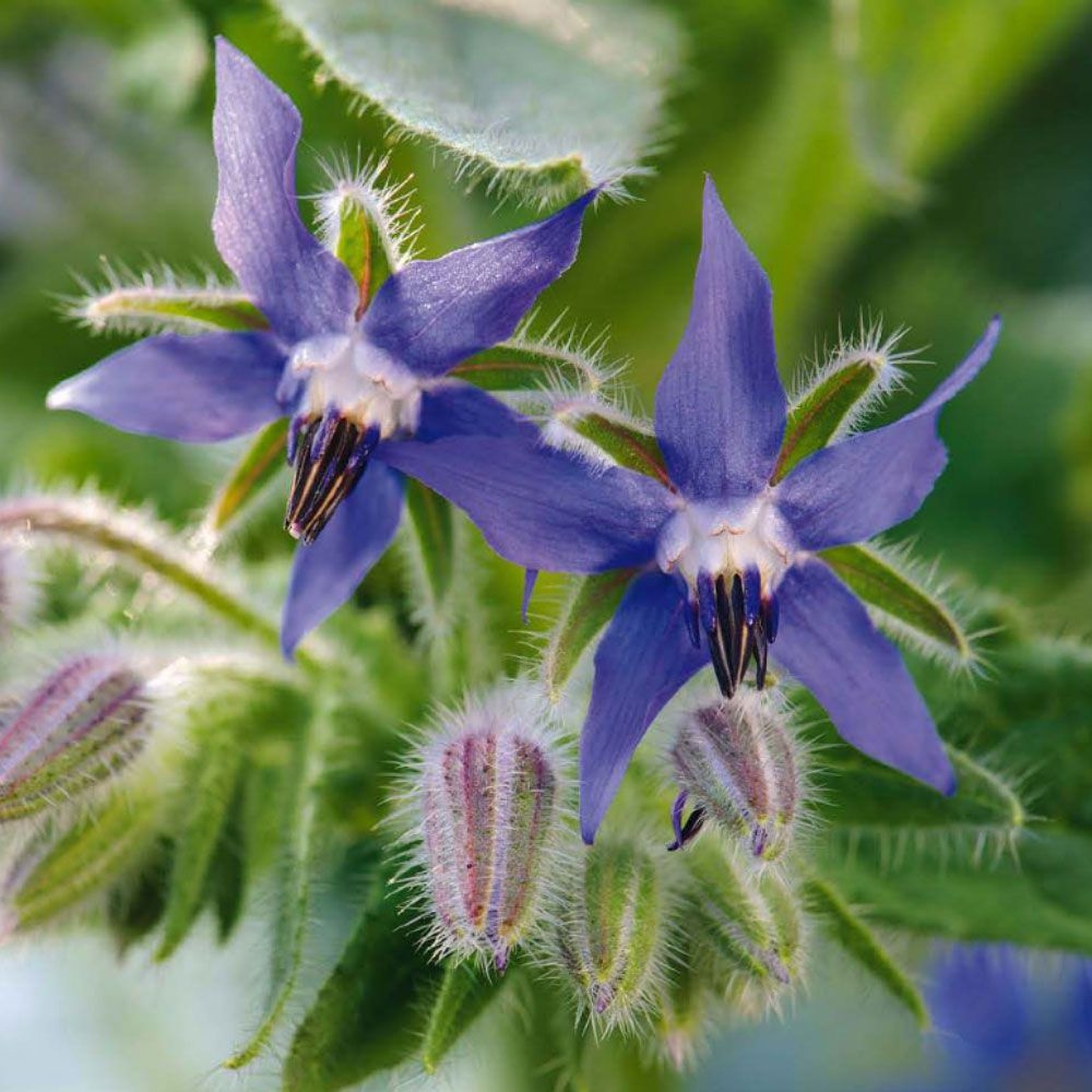 Küchenkräuter in Töpfen
