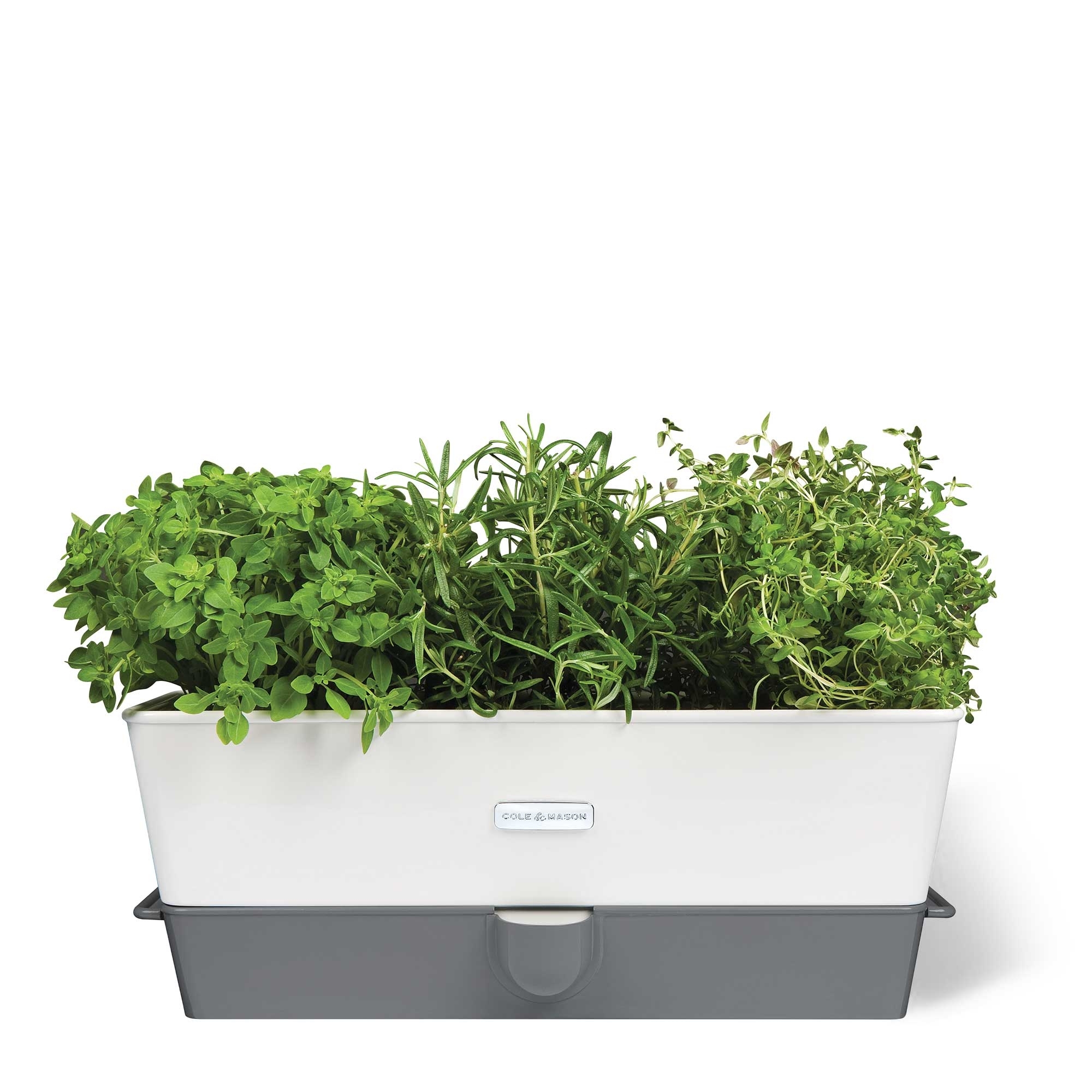 COLE & MASON - Burwell Herb Pot | 3 Plants