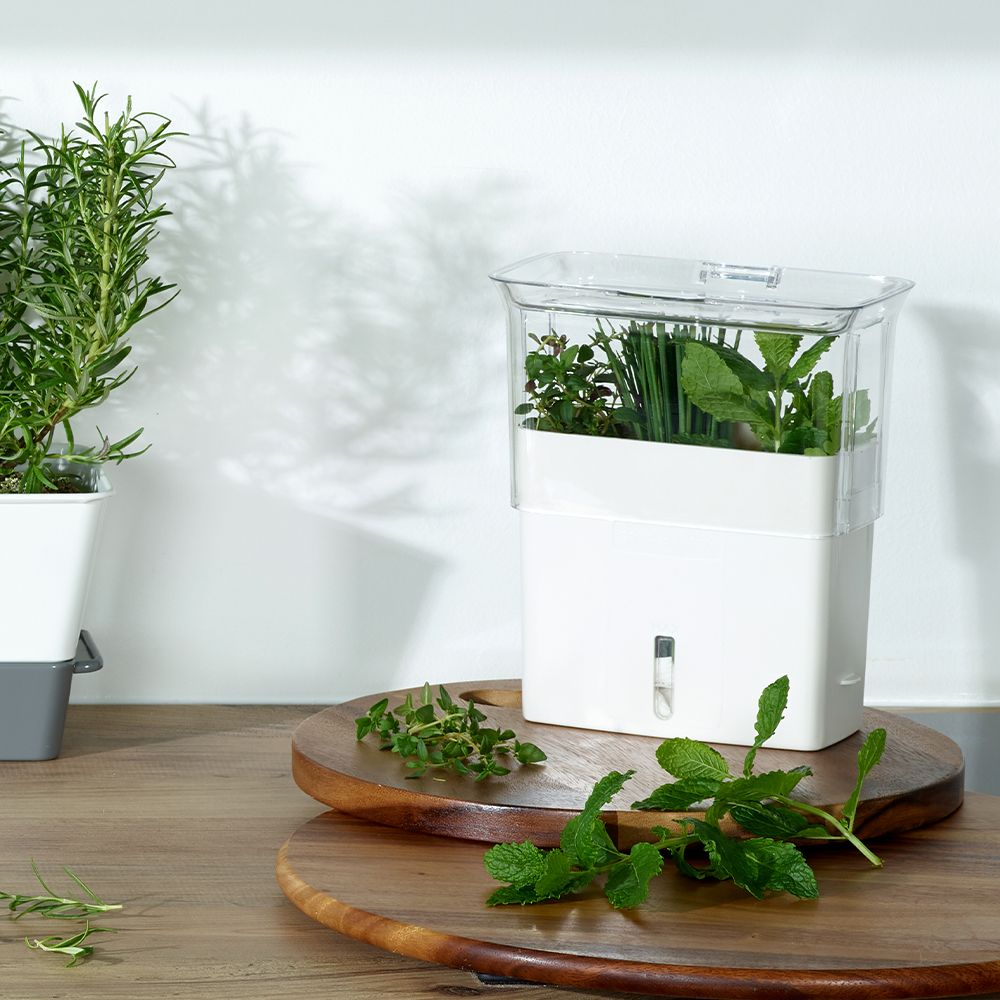 COLE & MASON - Tealby Herb Fresh Keeper