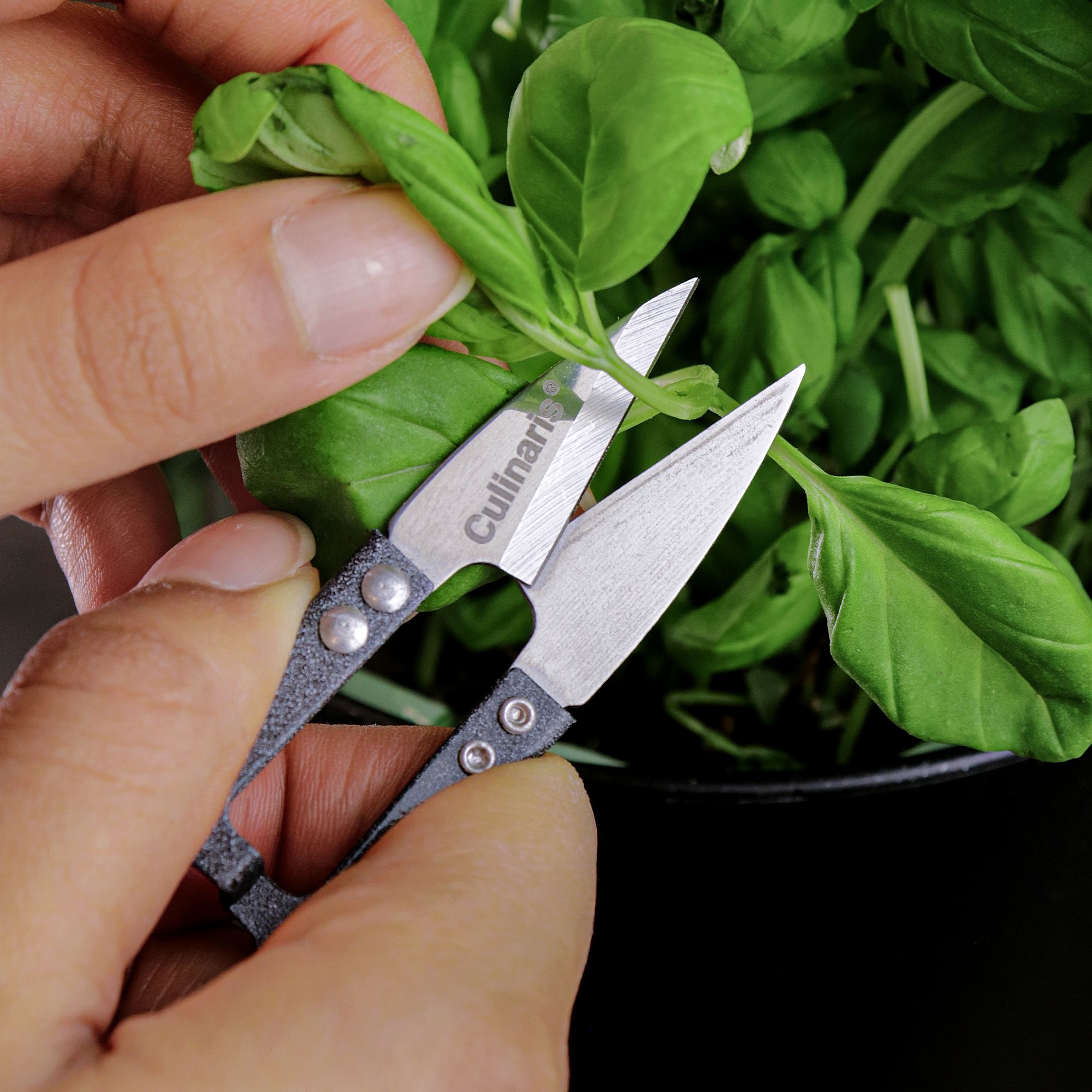 Mini herb scissors - HASAMIRO | Culinaris