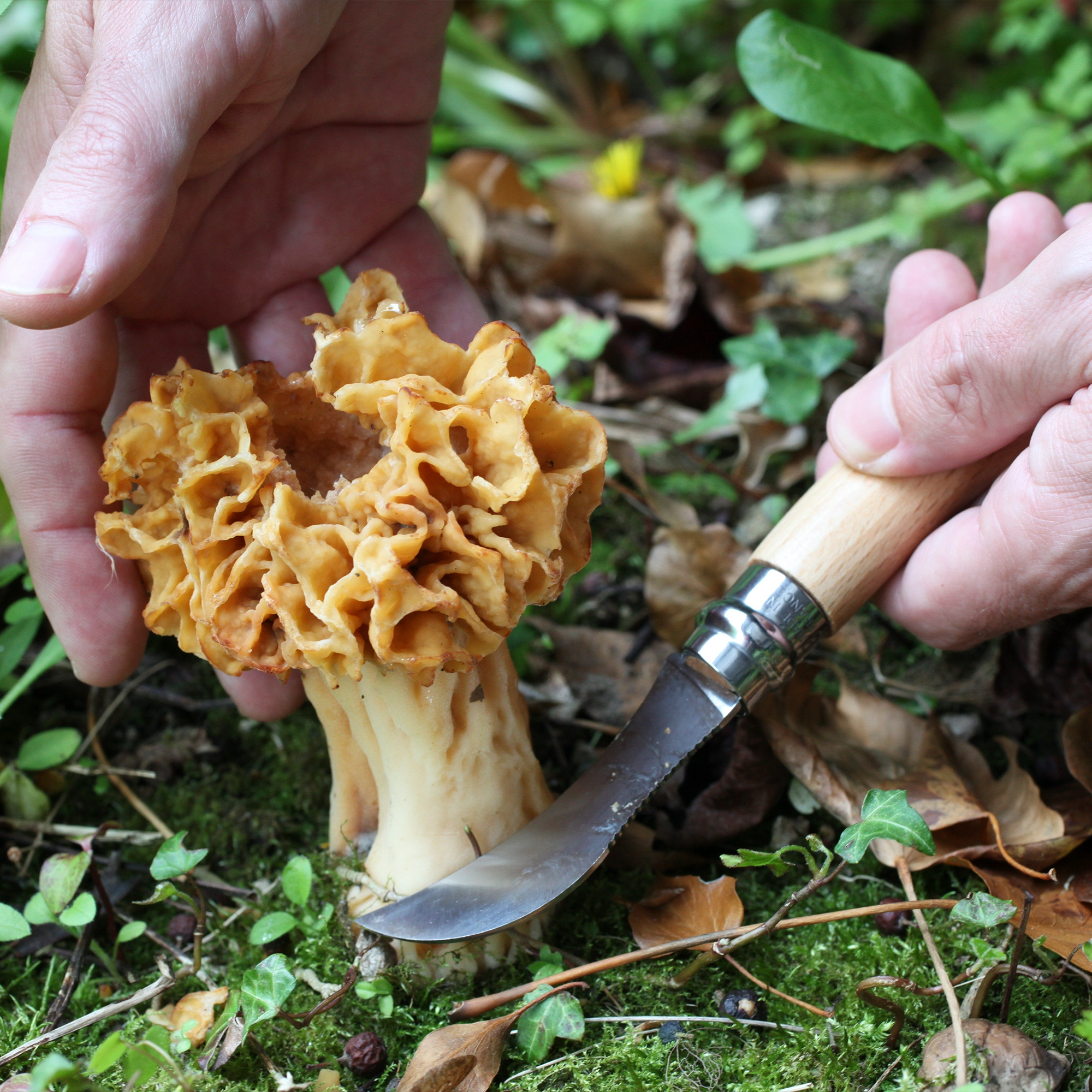 Opinel - Mushroom knife with brush No 08 - 20 cm - Beech Wood
